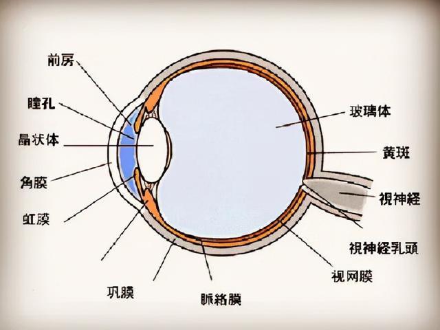 角膜是哪个位置图片图片
