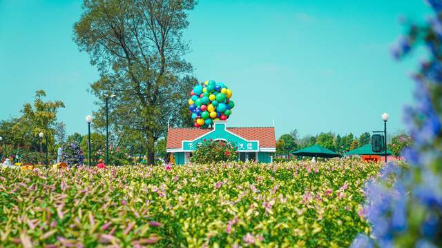 国内最大的百合花观赏地,一年四季都有不同的花海,就在江苏盐城