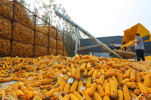 邹平韩店玉米飘香丰收景颗粒归仓秋收忙