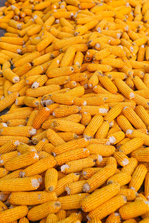 邹平韩店玉米飘香丰收景颗粒归仓秋收忙