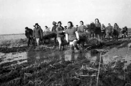 知青往事北大荒收麦感染出血热得知真相后差点枪毙生产组长