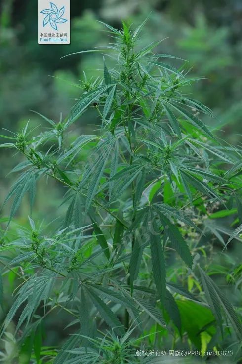 麻类纤维我国古代纺织界的顶梁柱丨花花万物