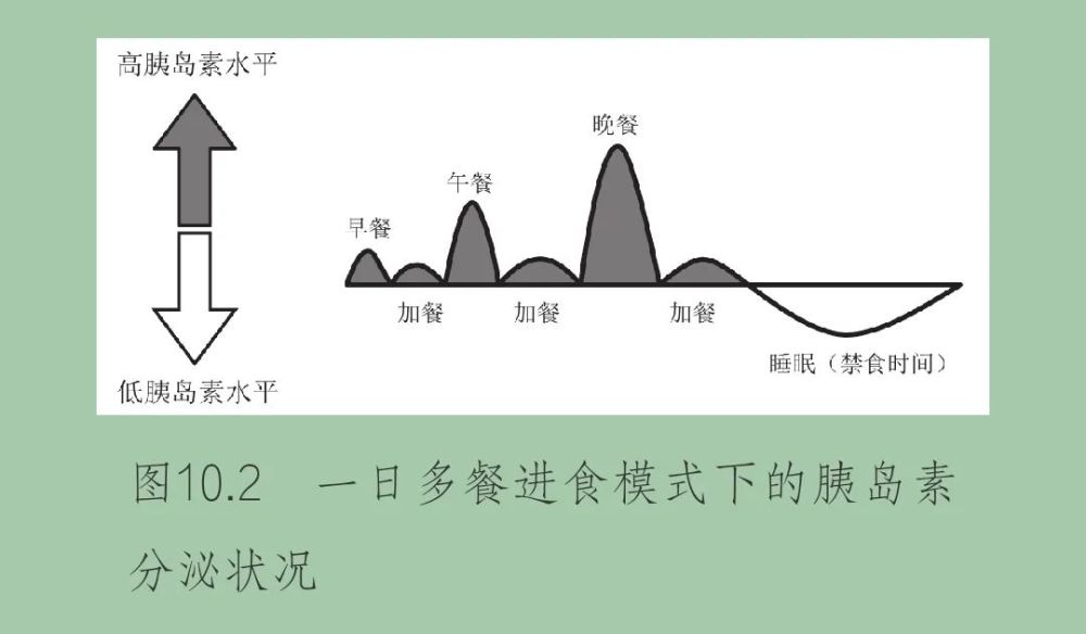 輕斷食背後的原理