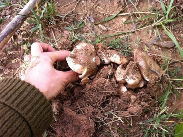 但是要注意,地扣菇表面泥土多,一定要反复清洗干净,去掉它的土腥味
