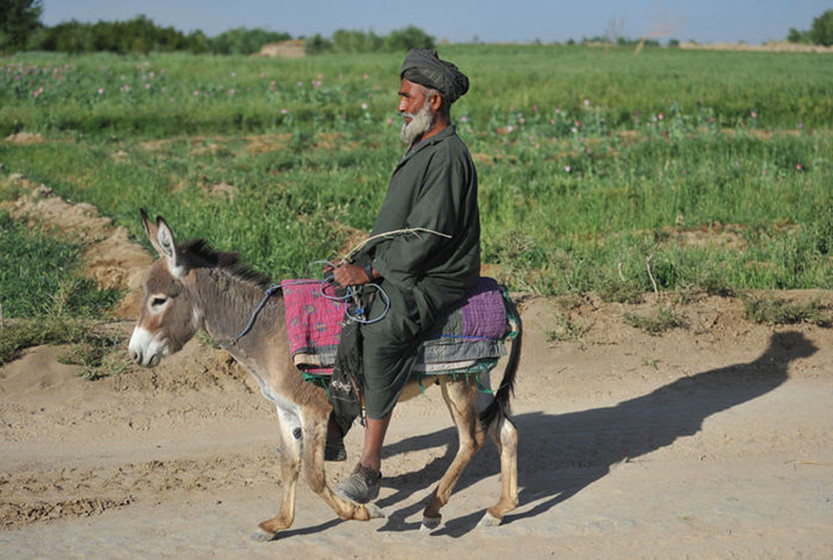阿富汗毛驴图片