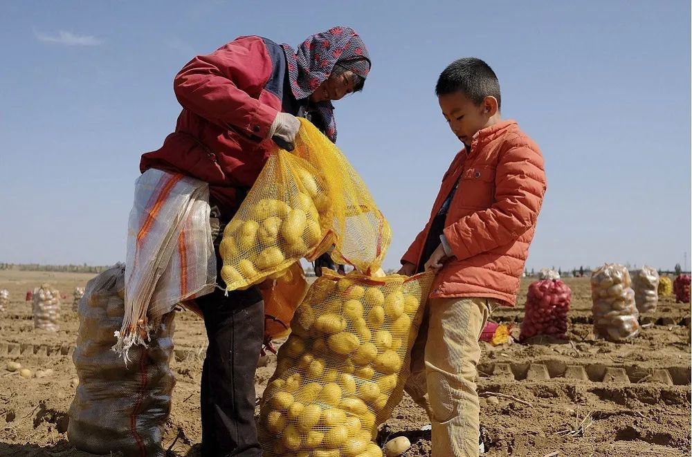 收获金豆豆榆林土豆迎来丰收季