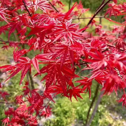 红舞姬产自日本,树姿优美,叶较小,猩红色,蜡质,有光泽,夏季不灼伤(因
