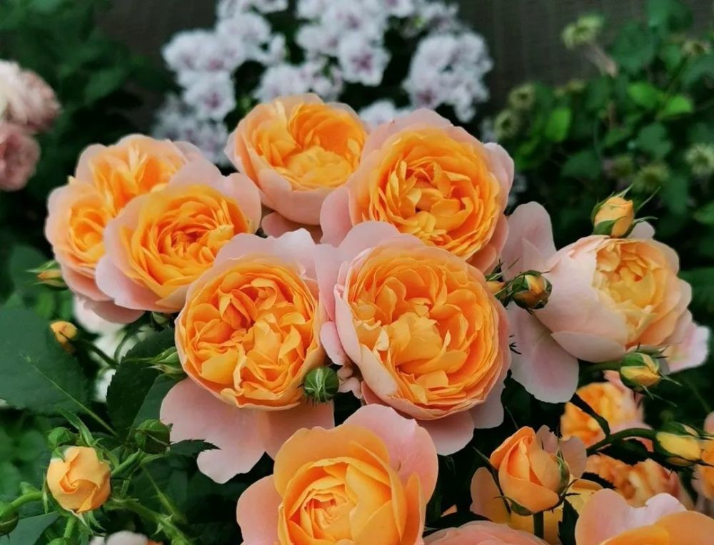 月季中的杨贵妃四季开花不停歇花朵橙黄又可爱太美了