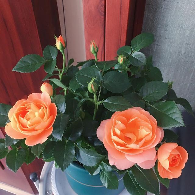 月季中的杨贵妃四季开花不停歇花朵橙黄又可爱太美了