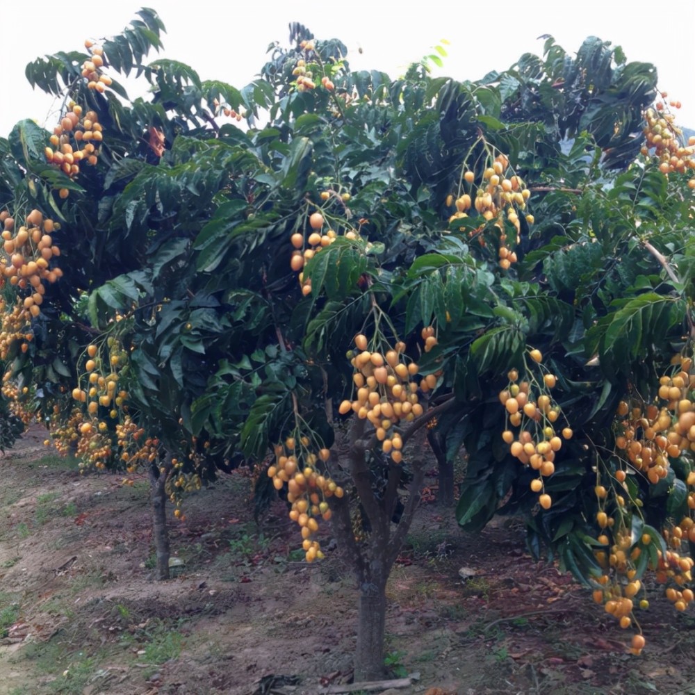 努力还是有回报的,到了第二年的夏天,果树爬满了金黄色的果子,看着