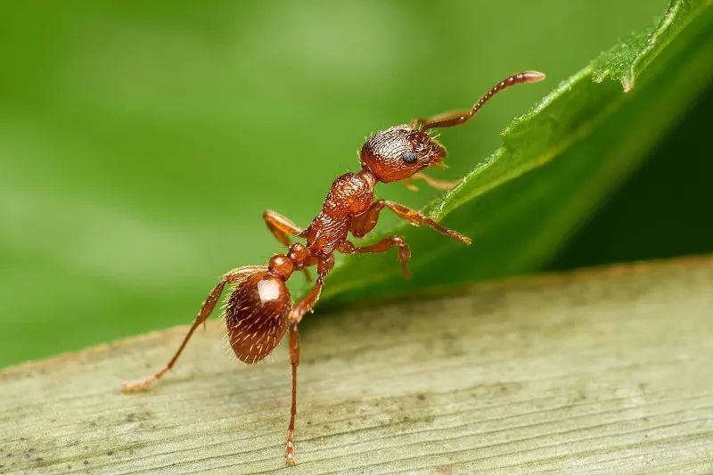 红火蚁长什么样子图片