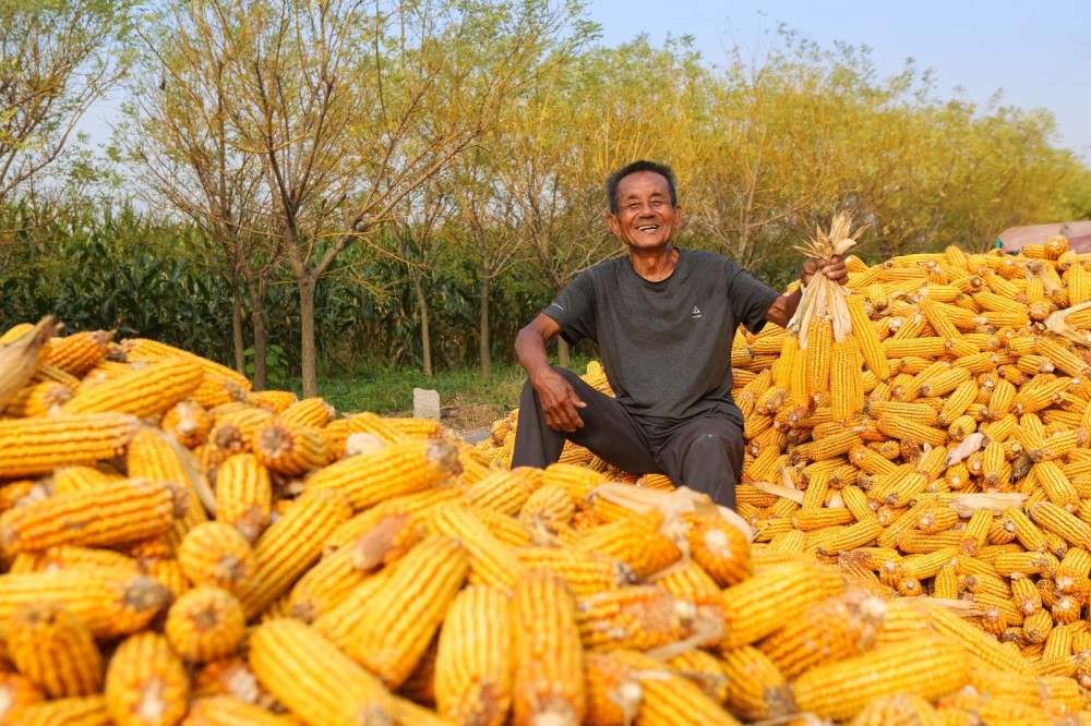 玉米飘香丰收景颗粒归仓秋收忙