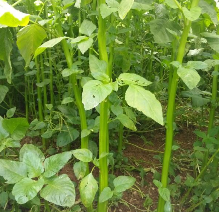 秋天长老了的苋菜梗不要扔,做腌菜超下饭,还是泡臭豆腐的原料_腾讯新