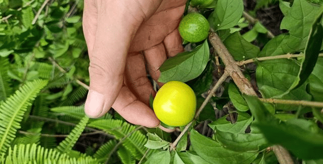 兒時吃過的70種南方農村常見野果,你還記得幾種?