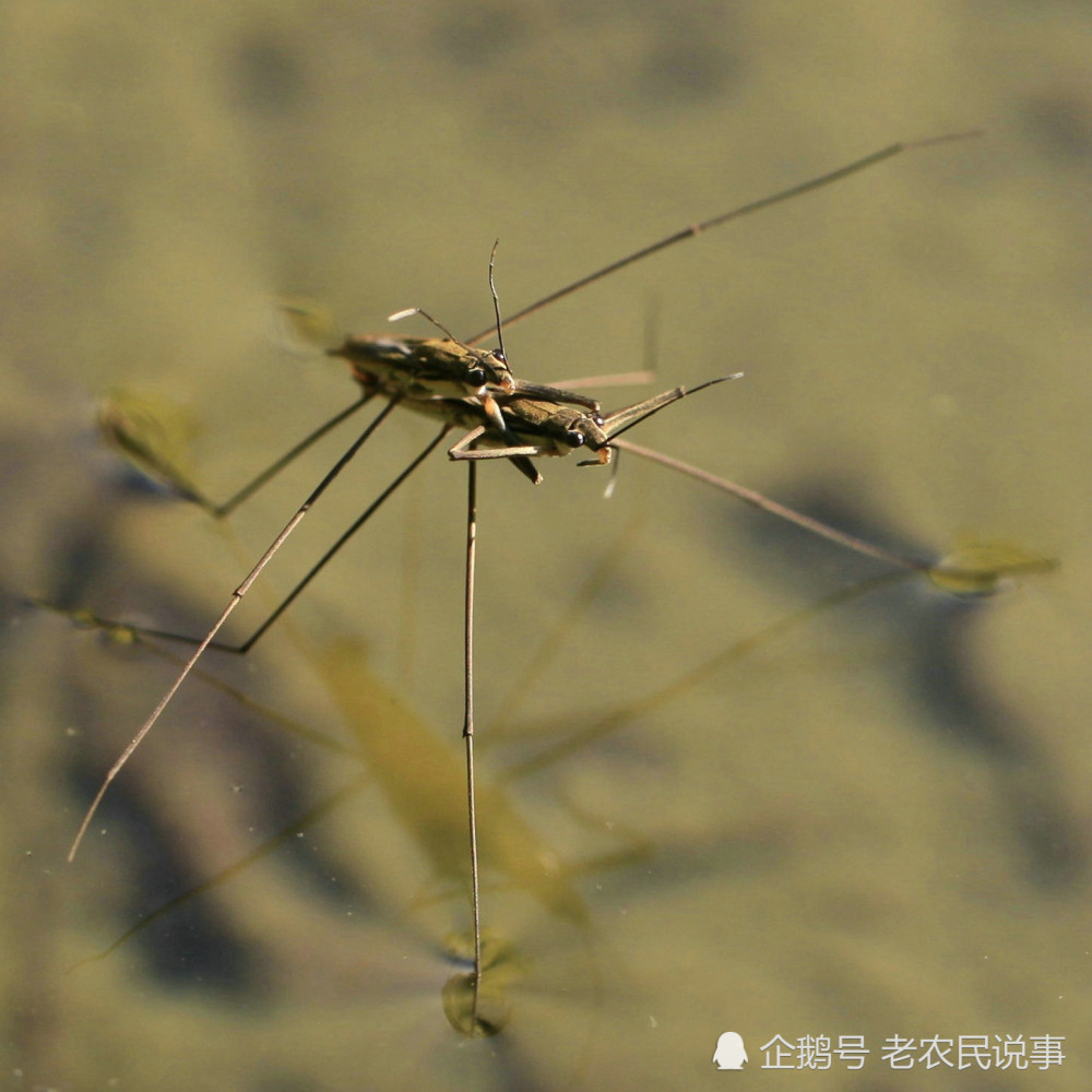 长得像蚊子 经常会在水面 溜冰 被称卖香油的 它是什么虫 腾讯新闻
