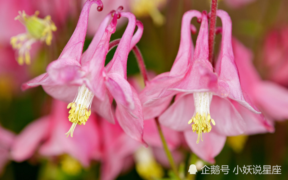 10月4日爱情运势 良缘相伴 爱意盛涌的四大星座 腾讯新闻