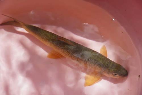 从鱼苗长为手掌长的成鱼,要花上三年时间,钱鱼与鲥鱼,湟鱼,渤海弓鱼和