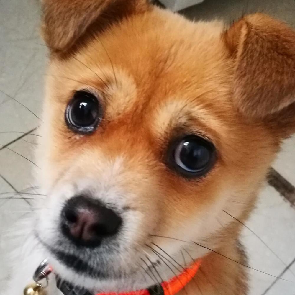 同的特征是,二哈至今也没有进化成其他狗狗那种惹人爱怜的"无辜眼神"