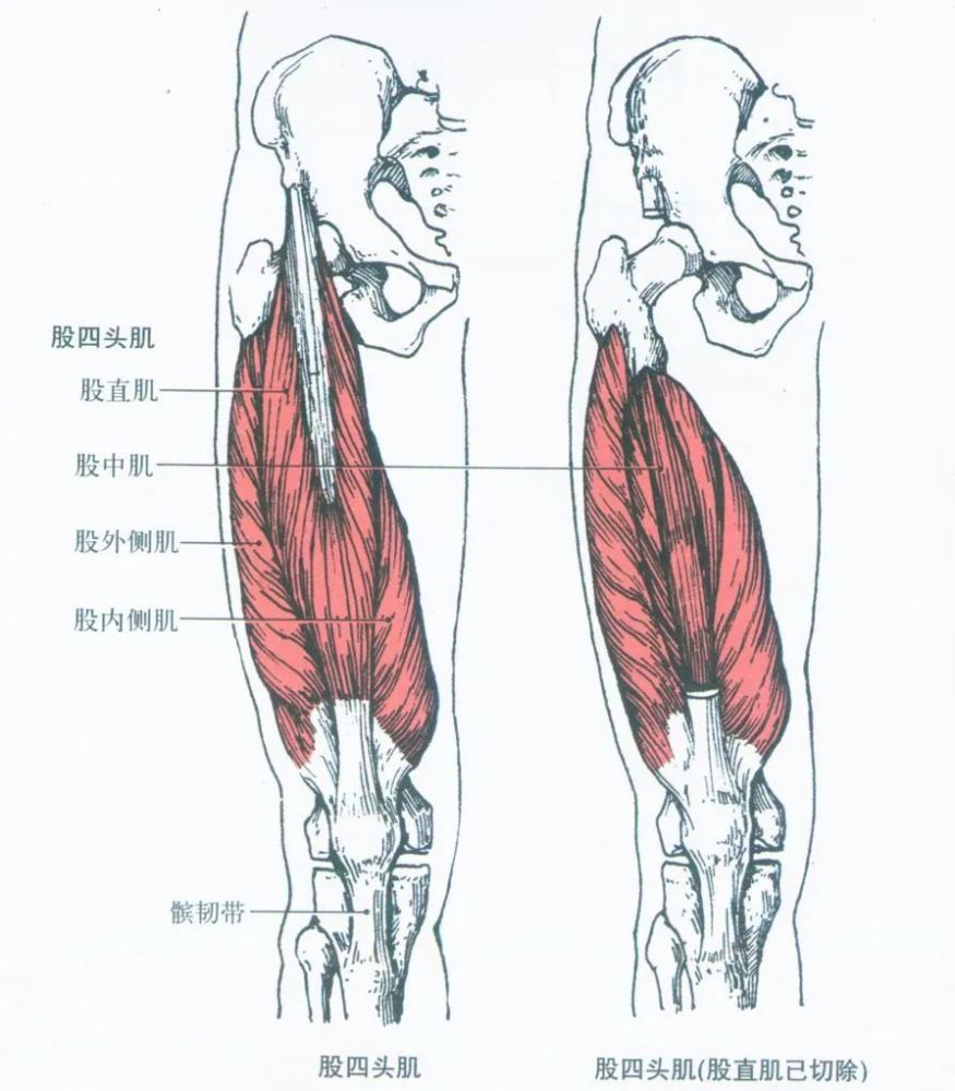 解剖学骨骼肌之下肢肌大腿肌