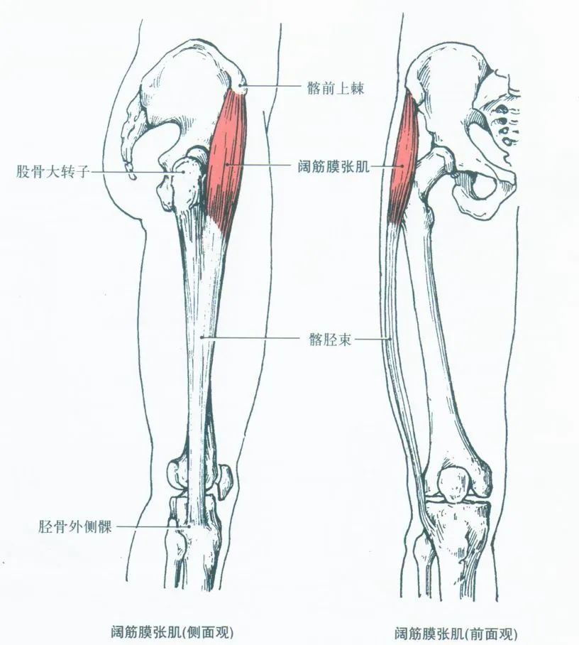 解剖學骨骼肌之下肢肌大腿肌