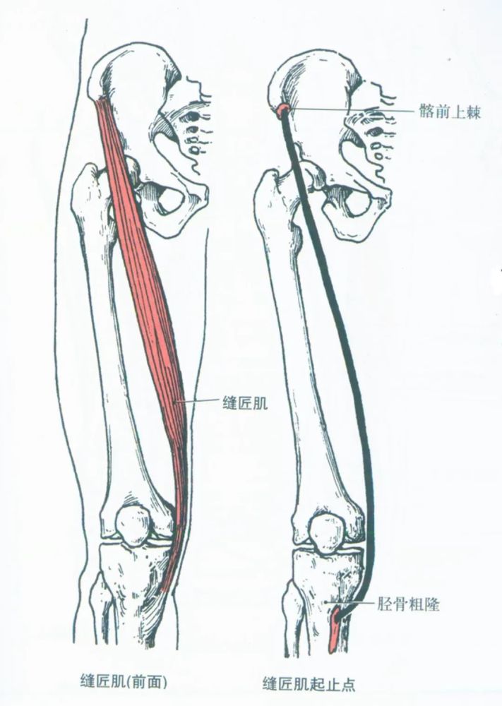 这种过度摩擦常常导致滑膜囊或肌腱的损伤.