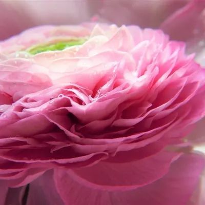 花朵头像(老年人花朵头像)