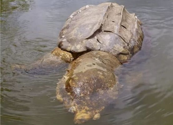 1965年黄河曾捞出一只巨龟网传有3层楼高真相如何