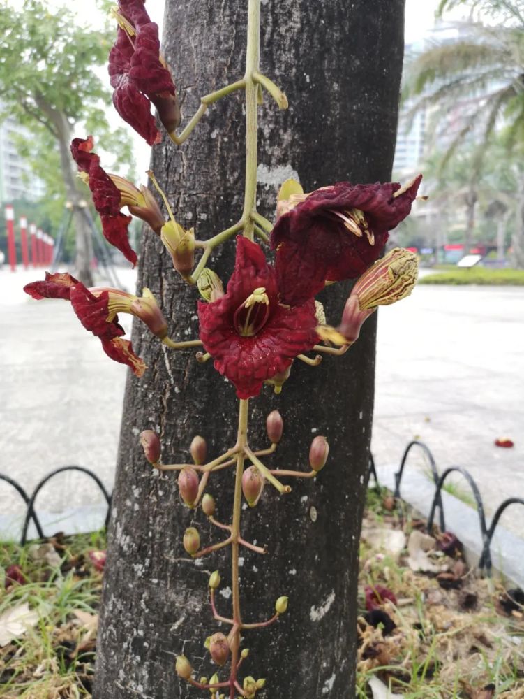 是一個小廣場,上面有一行排列整齊的樹木,樣子像桃花心木