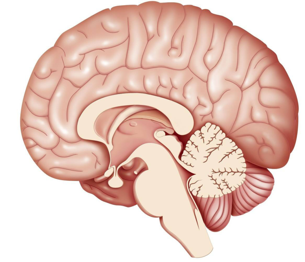 脑供血不足出现后,身体一般会有哪些表现?看完告诉家里人