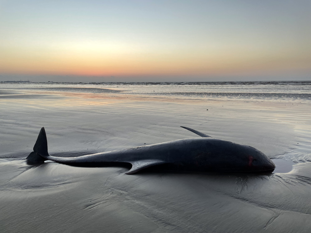 上海金山区出现鲸鱼集体搁浅营救人员已发现4具瓜头鲸尸体