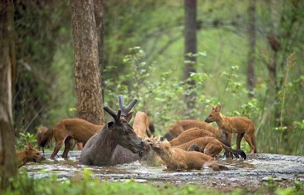 豺群出没,能控制泛滥的野猪吗?