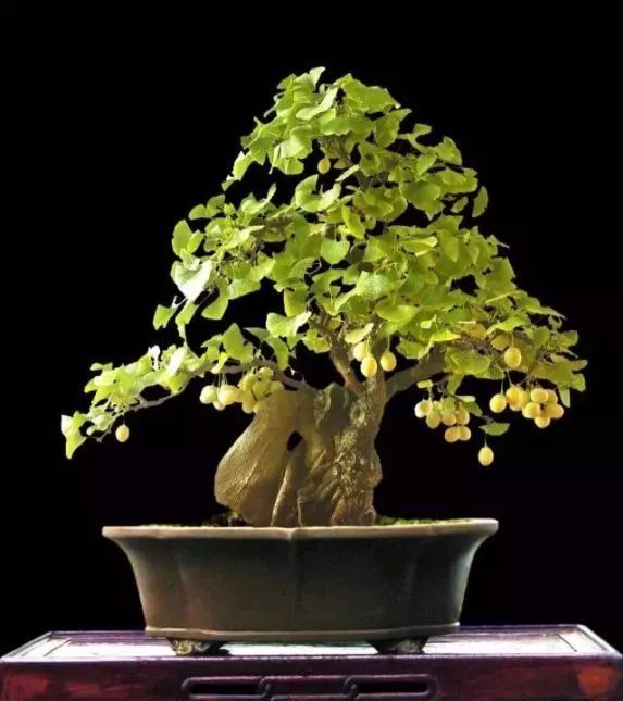 银杏盆景(银杏树盆景图片大全集)