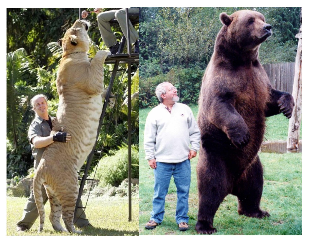 狮虎兽vs科迪亚克棕熊谁才是真正的王者