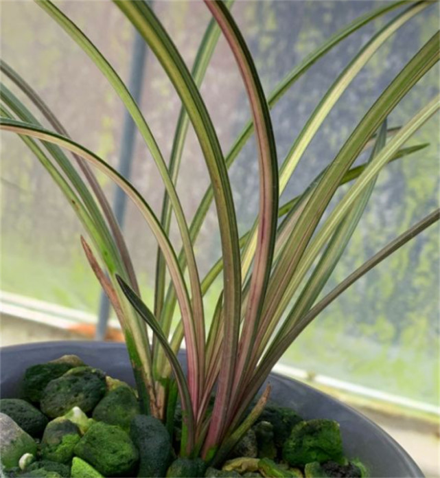 红香妃名贵蕙兰极品中透价值高珍稀单苗价格10万起步