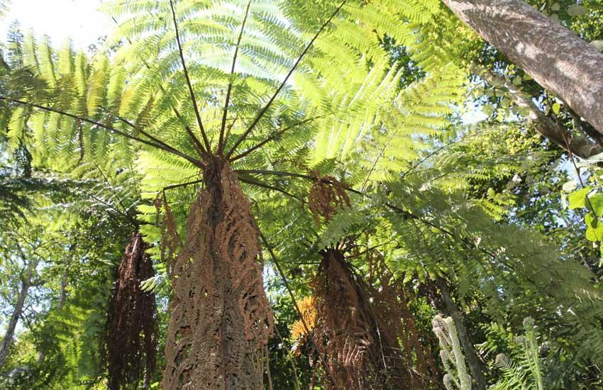 七彩云南万物共生的奥秘恐龙的美食―植物活化石桫椤