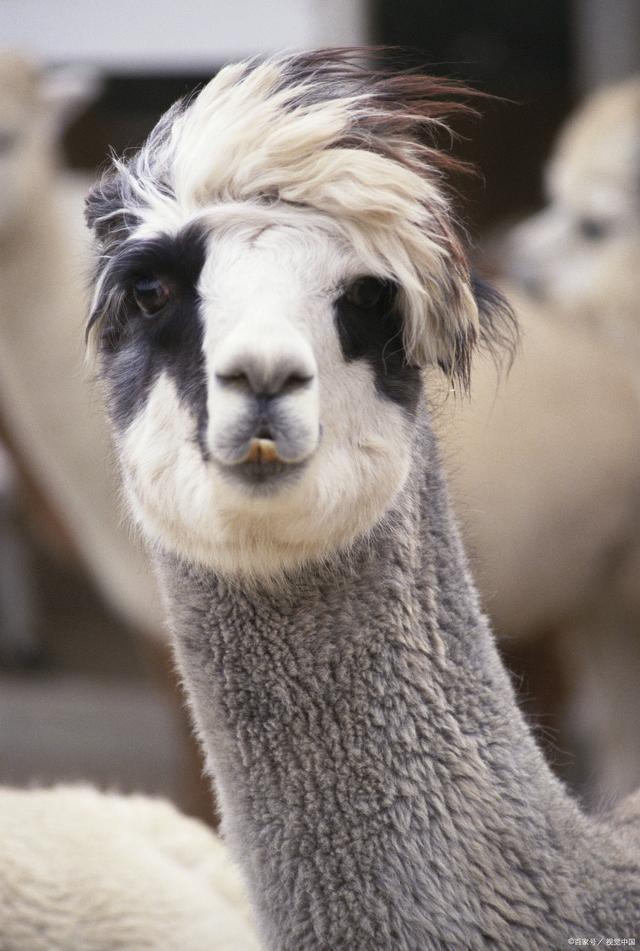 羊驼的存在就是为了吐口水
