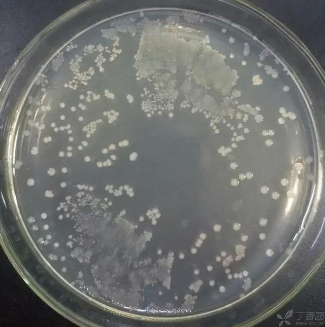 大腸桿菌是敵是友?