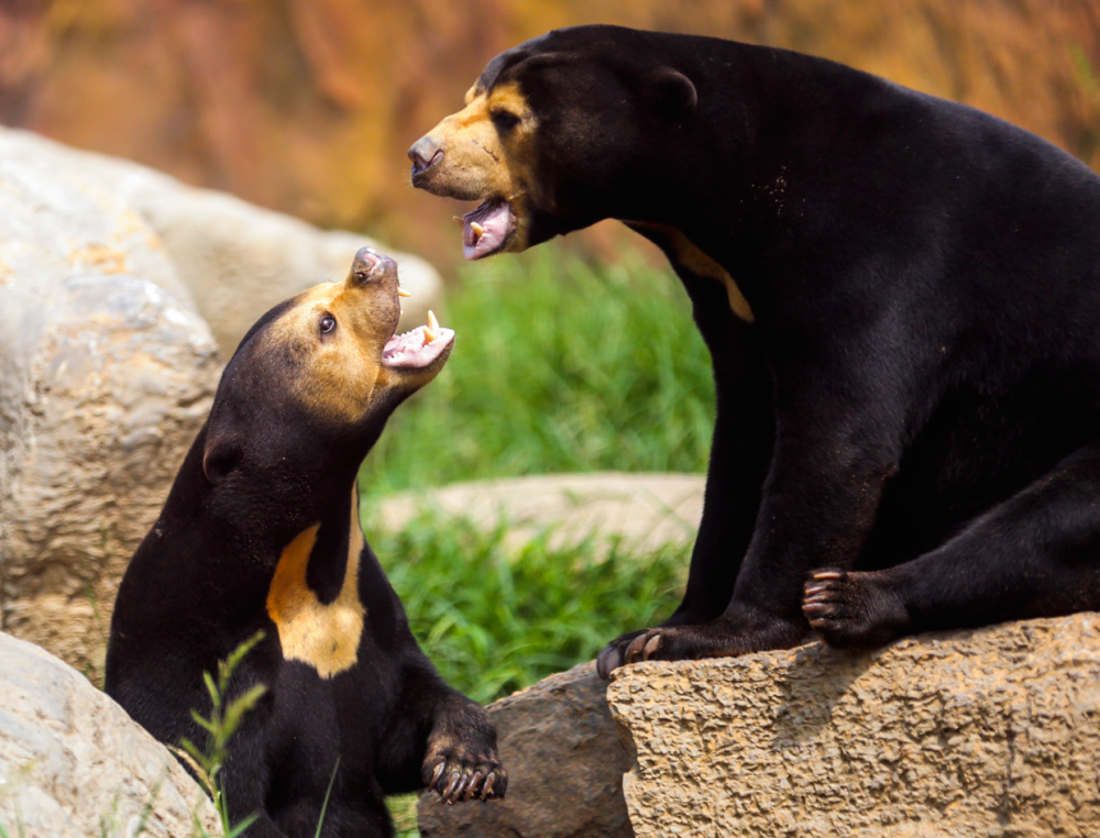 马来熊也是熊类中唯一一个不需要冬眠的熊