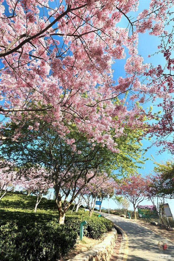 千畝茶山十里櫻花福建這個櫻花園終於藏不住了攻略篇