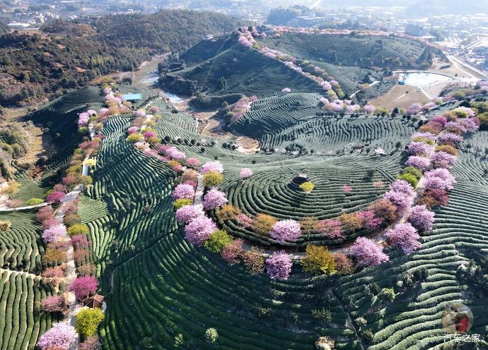 千亩茶山十里樱花福建这个樱花园终于藏不住了攻略篇