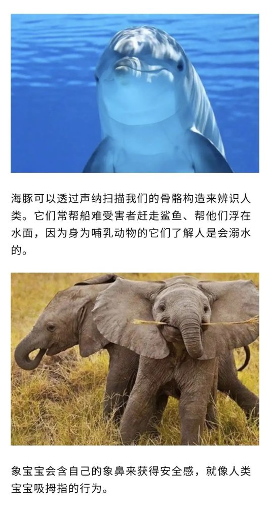 15条动物冷知识:长颈鹿大多是同性恋,狗狗也懂得欣赏音乐哦