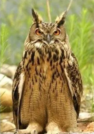 普通雕鸮,别名:猫头鹰,恨狐,保护级别:国家二级,延安各地均有分布