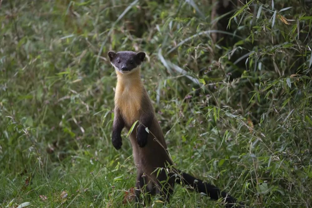 而发现该物种活体尚属首次 黄喉貂: 我真的不是黄鼠狼 第一