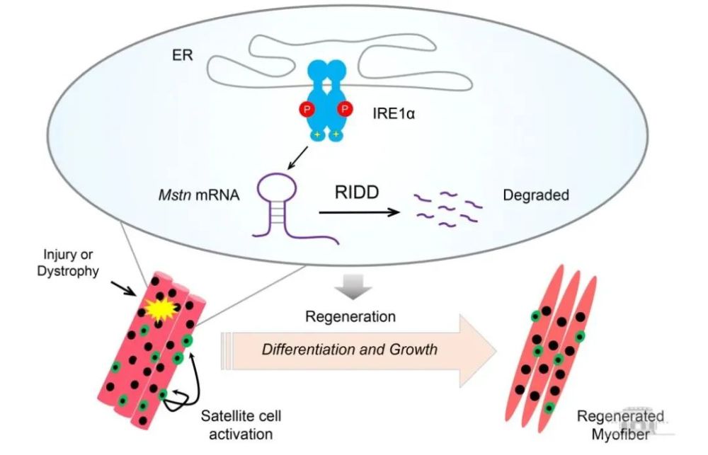 刘勇团队发现内质网应激通路调控骨骼肌修复的机制