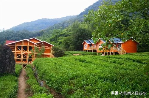 文县碧口镇石龙沟!茶茶茶