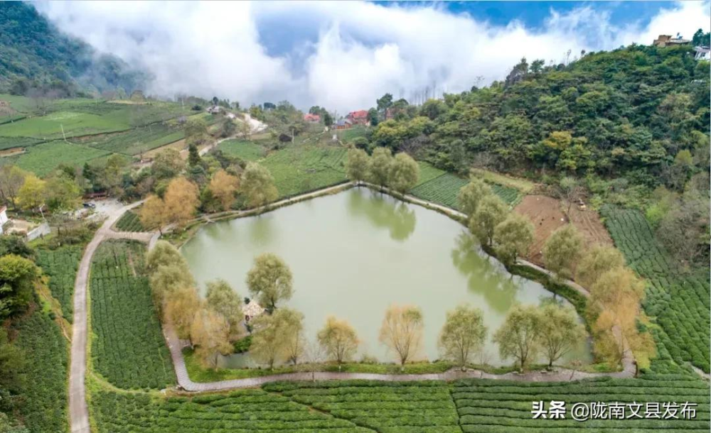 文县碧口镇石龙沟!茶茶茶