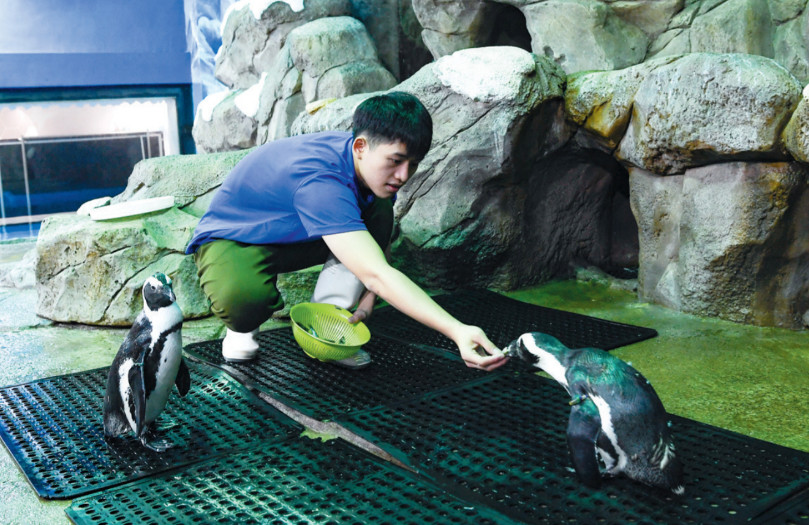 作为大白鲸·三亚海洋探索世界企鹅馆的企鹅保育员,21岁的黎瑞禧在