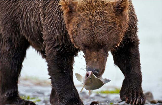 灰熊捕食大马哈鱼