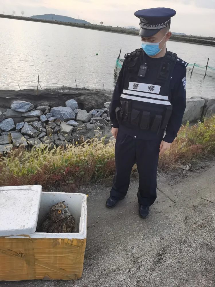 大型猛禽排行_福特猛禽F150大型越野SUV性能如兽强悍为王