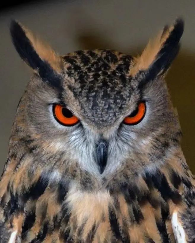 罕见大型猛禽雕鸮diāoxiāo受伤落地东港